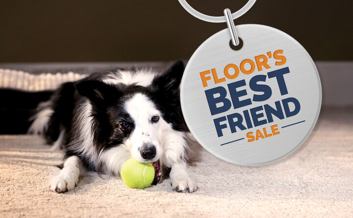 Dog running on carpet.